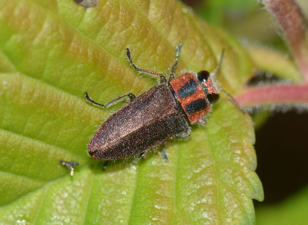 Buprestidae:  Anthaxia manca ?  S !